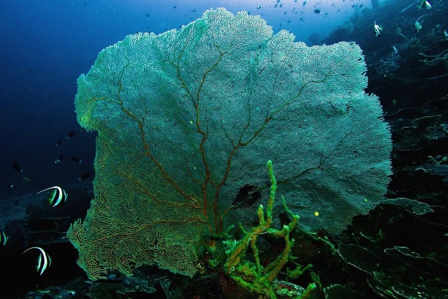 A sea fan in the Togean reef. Every branch is a home for something.