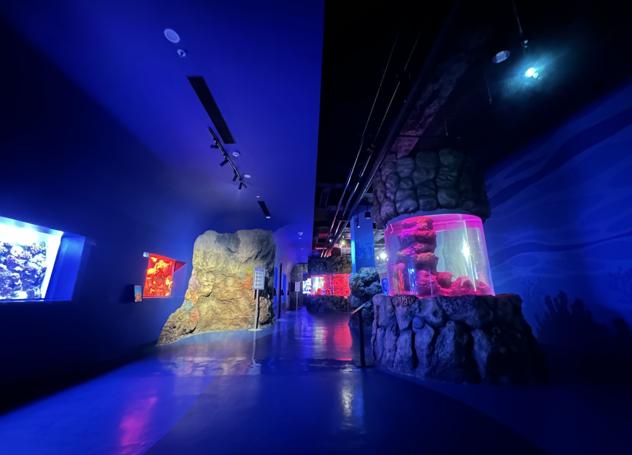 BXSEA OCEANARIUM: EXPLORE THE WONDERS OF THE SEA WITHOUT GETTING WET IN SOUTH TANGERANG