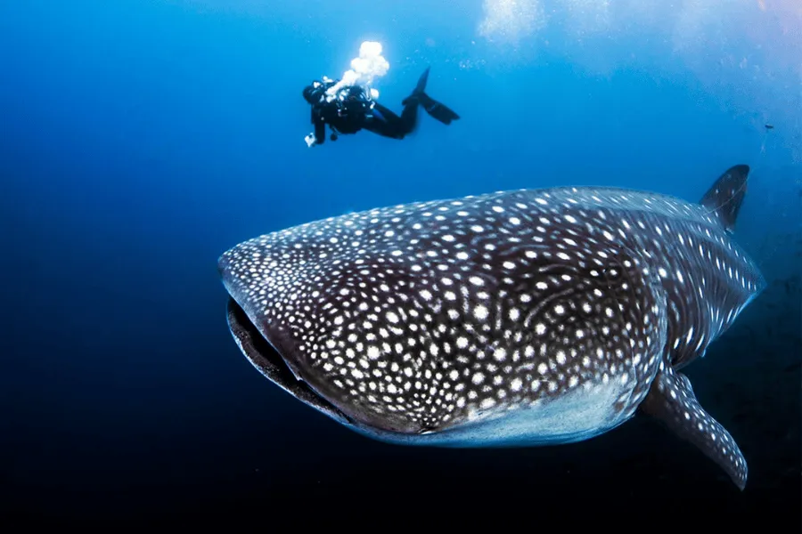 AQUA EXPEDITIONS: UNFORGETTABLE WILDLIFE ENCOUNTERS ON BOARD